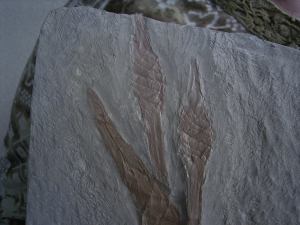 Hai-Eier Palaeoxyris Nest