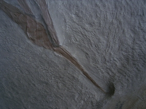 Hai-Eier Palaeoxyris Nest