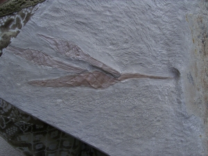 Hai-Eier Palaeoxyris Nest