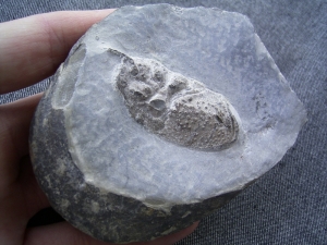 Muschelkalk-Krebs Pemphix