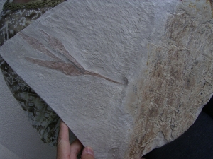 Hai-Eier Palaeoxyris Nest