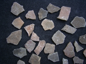 Dinosaurier Eier-Schalen