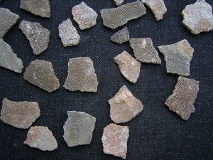 Dinosaurier Eier-Schalen