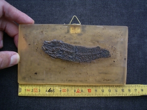 Cyclurus kehreri Baby Fisch