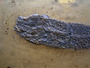 Cyclurus kehreri Baby Fisch