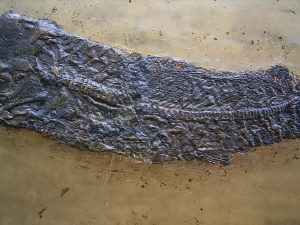 Cyclurus kehreri Baby Fisch