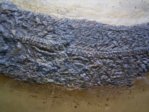 Cyclurus kehreri Baby Fisch