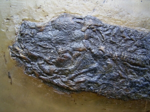 Cyclurus kehreri Baby Fisch