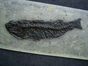 Palaeoperca proxima - Grube Messel