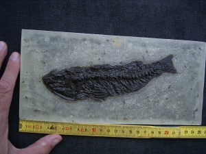 Palaeoperca proxima - Grube Messel