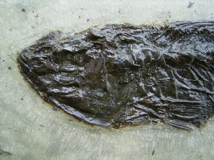 Palaeoperca proxima - Grube Messel