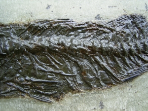 Palaeoperca proxima - Grube Messel