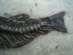 Palaeoperca proxima - Grube Messel