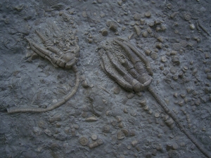 Zwei Trias-Seelilien Encrinus liliiformis
