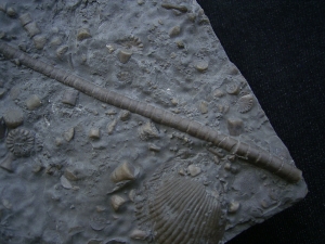 Zwei Trias-Seelilien Encrinus liliiformis