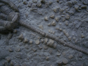 Zwei Trias-Seelilien Encrinus liliiformis