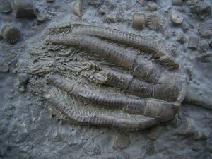 Zwei Trias-Seelilien Encrinus liliiformis