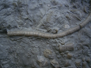 Zwei Trias-Seelilien Encrinus liliiformis