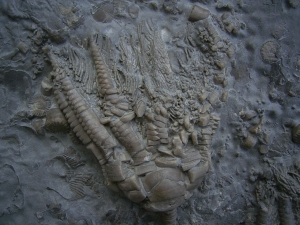 Zwei Trias-Seelilien Encrinus liliiformis