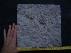 Zwei Trias-Seelilien Encrinus liliiformis