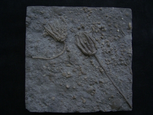 Zwei Trias-Seelilien Encrinus liliiformis