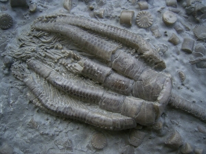 Zwei Trias-Seelilien Encrinus liliiformis