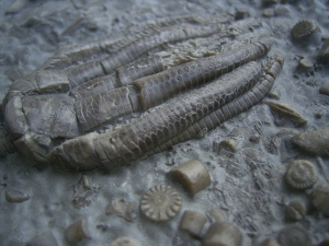 Zwei Trias-Seelilien Encrinus liliiformis
