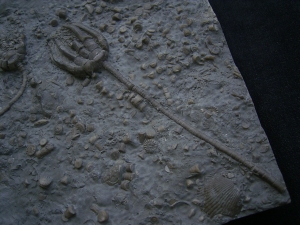 Zwei Trias-Seelilien Encrinus liliiformis