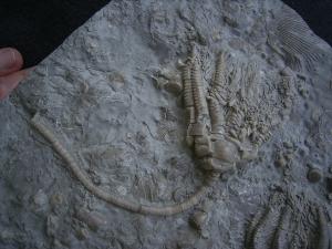 Zwei Trias-Seelilien Encrinus liliiformis