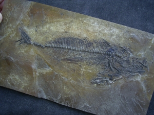 Makrele Scombridae, Wiesloch-Frauenweiler