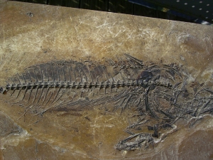 Makrele Scombridae, Wiesloch-Frauenweiler