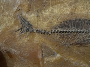 Makrele Scombridae, Wiesloch-Frauenweiler
