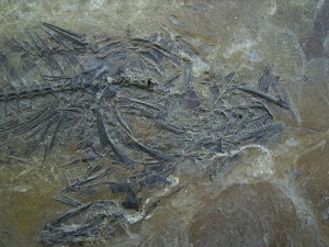 Makrele Scombridae, Wiesloch-Frauenweiler