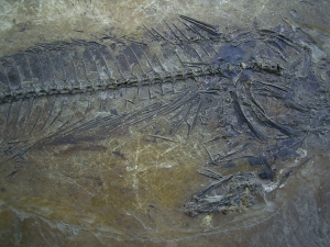 Makrele Scombridae, Wiesloch-Frauenweiler