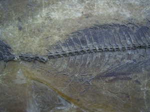 Makrele Scombridae, Wiesloch-Frauenweiler