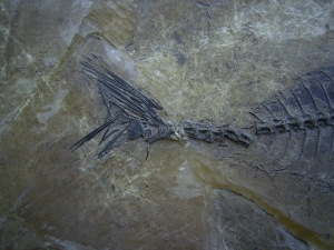 Makrele Scombridae, Wiesloch-Frauenweiler
