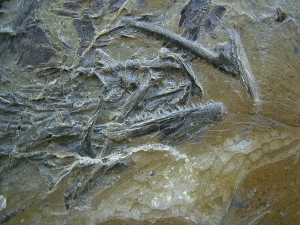 Makrele Scombridae, Wiesloch-Frauenweiler