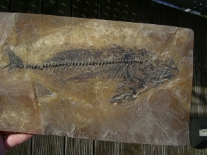 Makrele Scombridae, Wiesloch-Frauenweiler