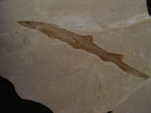 Hai-Fisch Scyliorhinus spec.