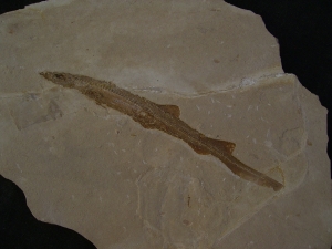 Hai-Fisch Scyliorhinus spec.