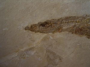 Hai-Fisch Scyliorhinus spec.