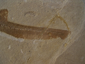 Hai-Fisch Scyliorhinus spec.