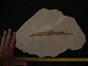 Hai-Fisch Scyliorhinus spec.