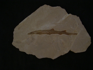 Hai-Fisch Scyliorhinus spec.