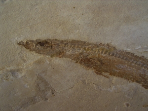 Hai-Fisch Scyliorhinus spec.
