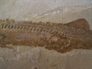 Hai-Fisch Scyliorhinus spec.