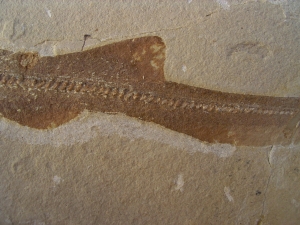 Hai-Fisch Scyliorhinus spec.