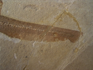 Hai-Fisch Scyliorhinus spec.