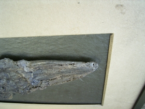 Riesiger Knochenhecht aus der Grube Messel