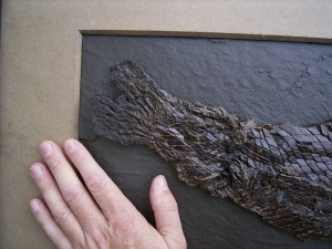 Riesiger Knochenhecht aus der Grube Messel